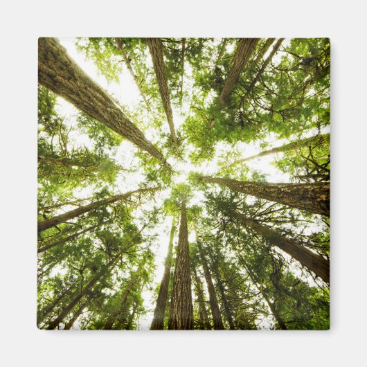 Lush Green Rain Forest Magneet (Voorkant)
