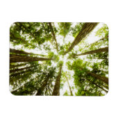 Lush Green Rain Forest Magneet (Horizontaal)