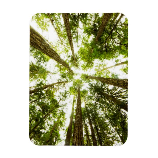 Lush Green Rain Forest Magneet (Verticaal)