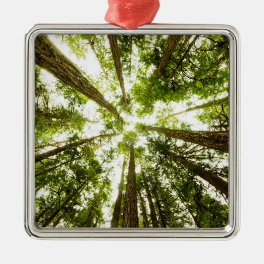 Lush Green Rain Forest Metalen Ornament (Voorkant)