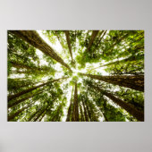 Lush Green Rain Forest Poster (Voorkant)