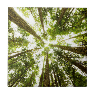 Lush Green Rain Forest Tegeltje