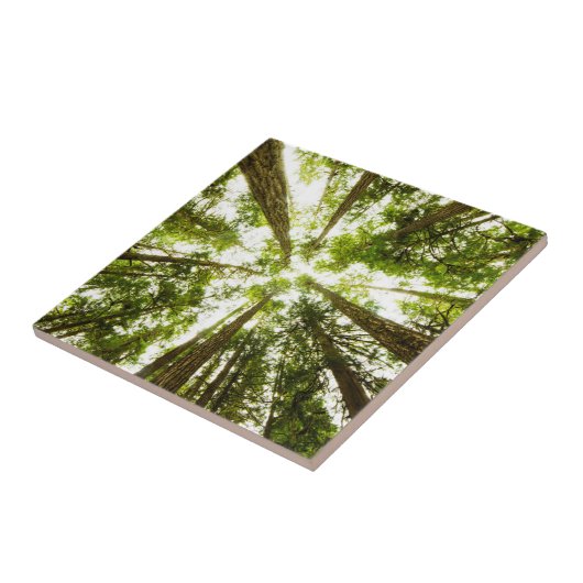 Lush Green Rain Forest Tegeltje (Zijkant)