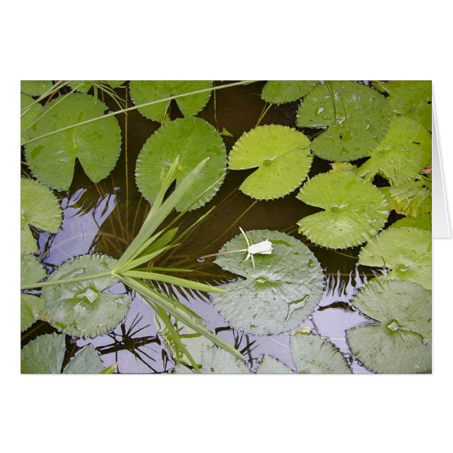 Lush Lilypads (Voorkant Horizontaal)