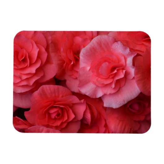 Lush Pink Begonia Magneet (Horizontaal)