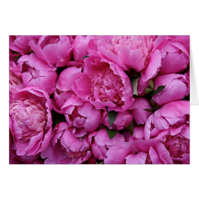 Lush Pink Peony Flowers (Voorkant Horizontaal)