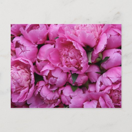Lush Pink Peony Flowers Briefkaart (Voorkant)