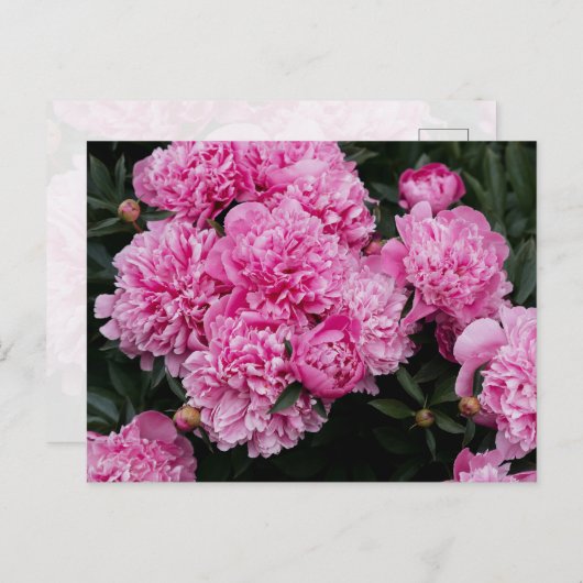 Lush Pink Peony Garden Floral Fine Art Briefkaart (Voorkant / Achterkant)