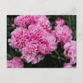 Lush Pink Peony Garden Floral Fine Art Briefkaart (Voorkant)