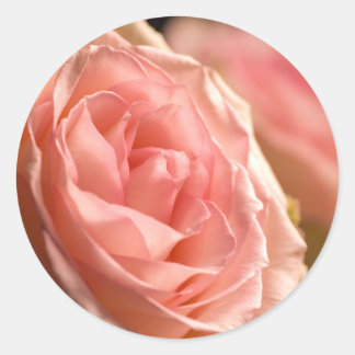 Lush Pink Rose Stickers