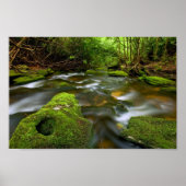 Lush Rain Forest Stream Poster (Voorkant)