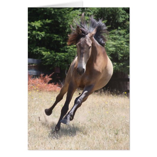 Lusitano-paard in vrijheid Lege kaart (Voorkant)