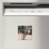 Lusitano-paard in vrijheid Magnet (Insitu (Vaatwasser))