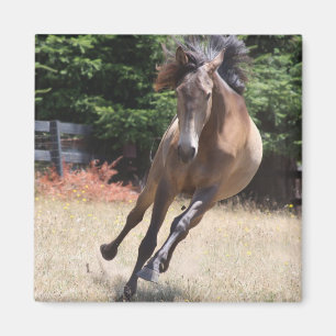 Lusitano-paard in vrijheid Magnet