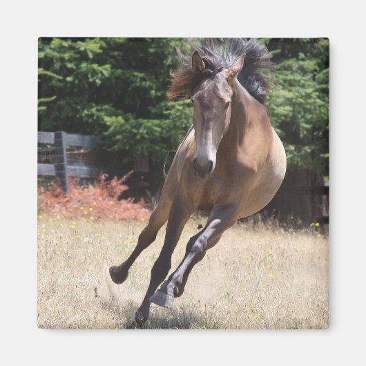 Lusitano-paard in vrijheid Magnet (Voorkant)