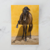Lusitano Stallion Horse Wenskaart Kaart (Binnen)