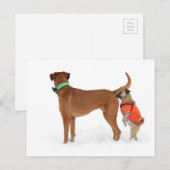 Lustige Kommunikation Geruchssinn Verhalten Hunde Briefkaart (Voorkant / Achterkant)