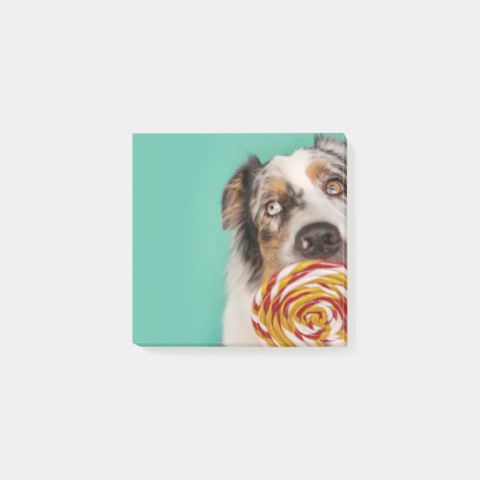 Lustiger Australian Shepherd Hund mit Lolli Post-it® Notes (Voorkant)