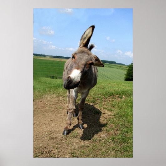 Lustiger Esel Poster (Voorkant)