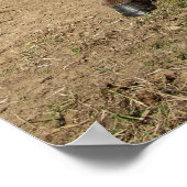 Lustiger Esel Poster (Hoek)