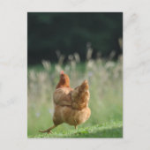 Lustiges Huhn Tiermotive Bauernhof Tiere Briefkaart (Voorkant)