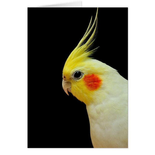 Lutino Cockatiel (Voorkant)