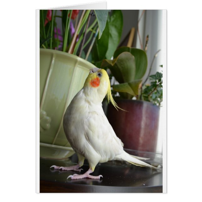 Lutino Cockatiel (Voorkant)