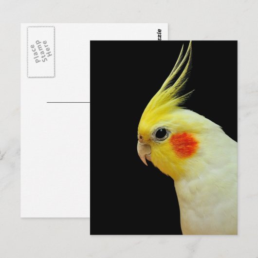 Lutino Cockatiel Briefkaart (Voorkant / Achterkant)
