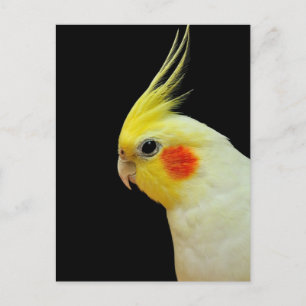 Lutino Cockatiel Briefkaart
