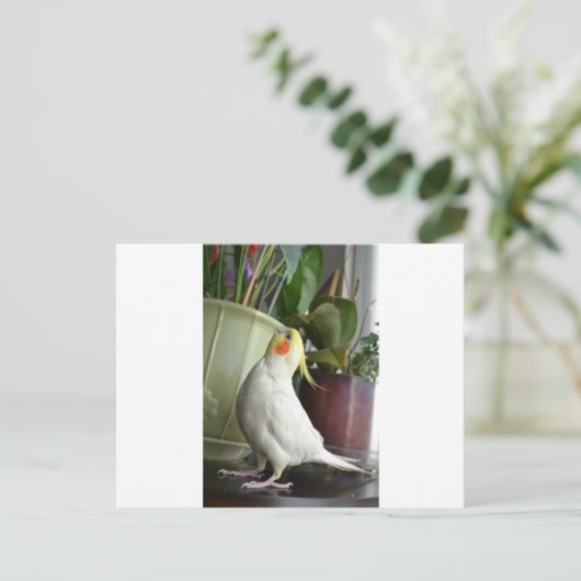 Lutino Cockatiel Briefkaart (Staand voorkant)