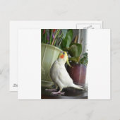 Lutino Cockatiel Briefkaart (Voorkant / Achterkant)
