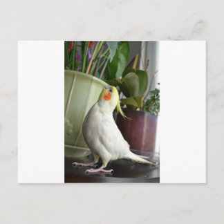 Lutino Cockatiel Briefkaart