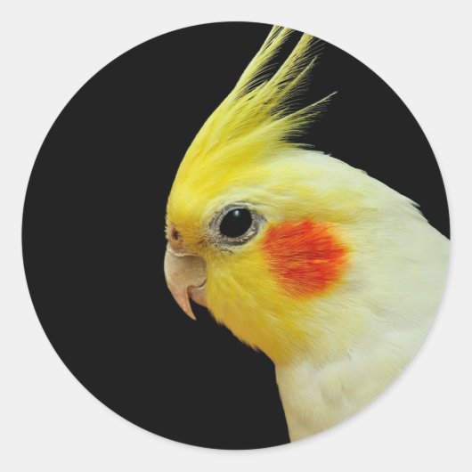 Lutino Cockatiel Ronde Sticker (Voorkant)