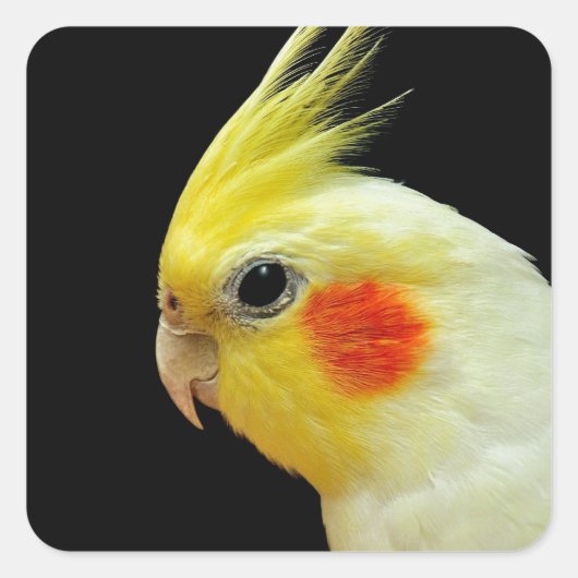 Lutino Cockatiel Vierkante Sticker (Voorkant)