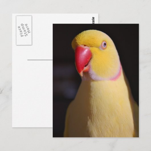 Lutino Indian Ringnek Parakeet Beak Briefkaart (Voorkant / Achterkant)