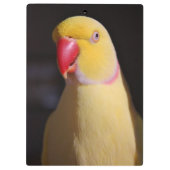 Lutino Indian Ringnek Parakeet Beak Klembord (Achterkant)