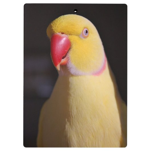 Lutino Indian Ringnek Parakeet Beak Klembord (Achterkant)