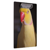 Lutino Indian Ringnek Parakeet Beak Klembord (Rechts)