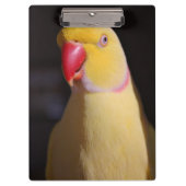 Lutino Indian Ringnek Parakeet Beak Klembord (Voorkant)