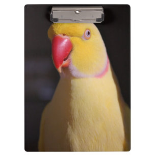 Lutino Indian Ringnek Parakeet Beak Klembord