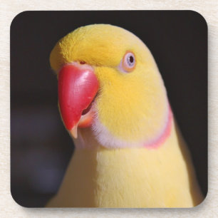 Lutino Indian Ringnek Parakeet Beak Onderzetter