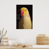 Lutino Indian Ringnek Parakeet Beak Poster (Keuken)
