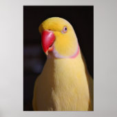 Lutino Indian Ringnek Parakeet Beak Poster (Voorkant)