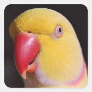 Lutino Indian Ringnek Parakeet Beak Vierkante Sticker