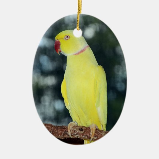 Lutino Indian Ringnek Parakeet Natuur Keramisch Ornament (Voorkant)