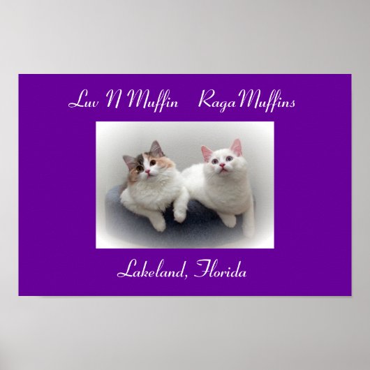 Luv N Muffin RagaMuffin Katten & Kittens Poster (Voorkant)