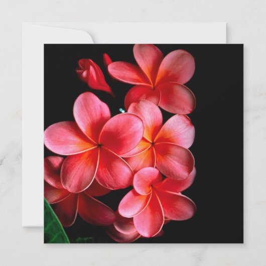 Luxe roze elegante Plumeria bruiloft uitnodigen Kaart (Achterkant)