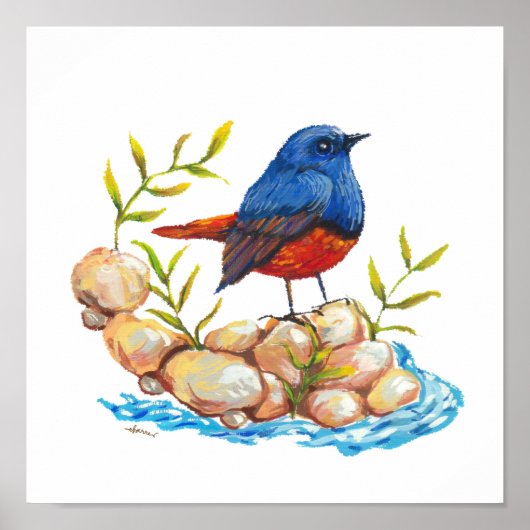 Luzon Water Redstart Endemic Philippine Bird Poster (Voorkant)