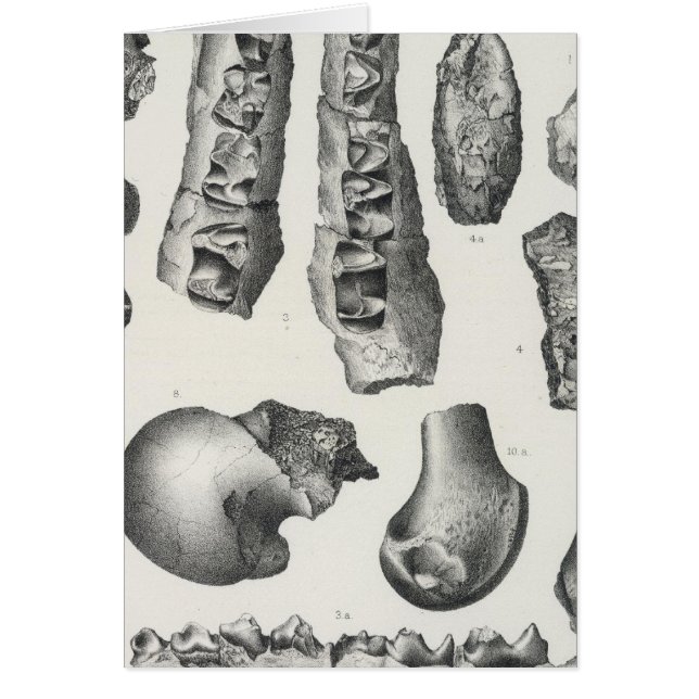 LV Coryphodon simus (Voorkant)