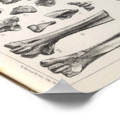 LXVII Testudo, Vultur Poster (Hoek)